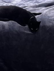Reunited Male Cat last seen Near La Veranda & Milano Way, Martinez, Martinez, CA 94553