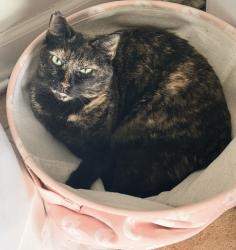 Reunited Female Cat last seen Covington neighborhood , Concord, NC 28027