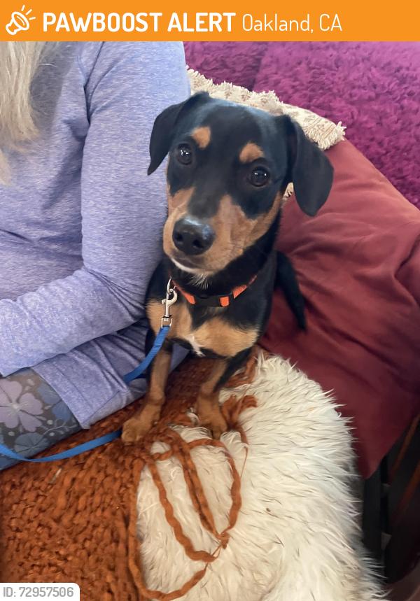 Found/Stray Male Dog last seen Foothill Ave, Oakland, CA 94601