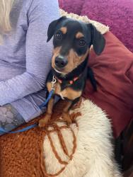Found/Stray Male Dog last seen Foothill Ave, Oakland, CA 94601