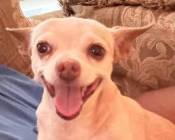 Lost Female Dog last seen 34th St and Iris St Ponderosa Neighboor, McAllen, TX 78501