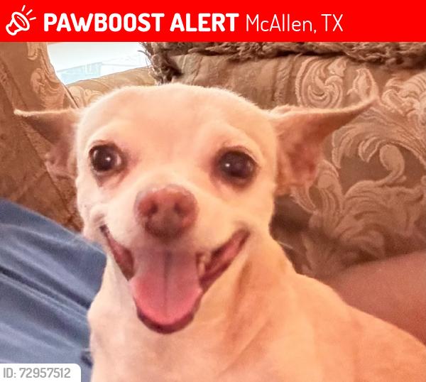 Lost Female Dog last seen 34th St and Iris St Ponderosa Neighboor, McAllen, TX 78501