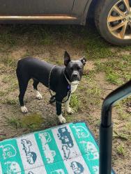 Reunited Female Dog last seen Siripon and Penton Rd. , Santa Rosa County, FL 32570