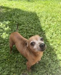 Found/Stray Male Dog last seen Kingwood glen, Humble, TX 77346