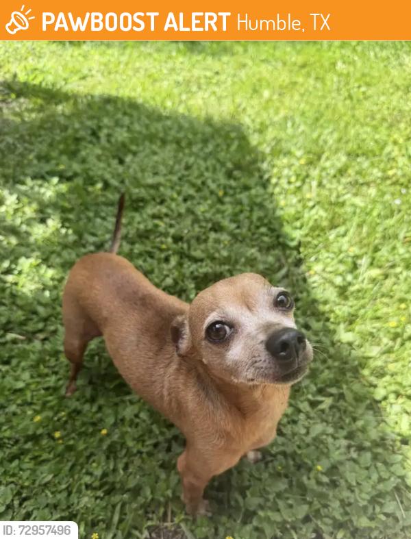Found/Stray Male Dog last seen Kingwood glen, Humble, TX 77346