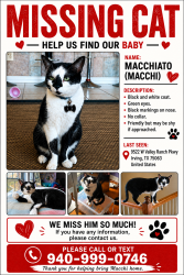 Lost Male Cat last seen The c , Irving, TX 75063