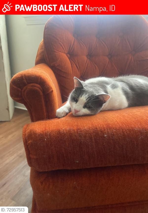 Lost Male Cat last seen 16th Ave and 3rd st N, Nampa, ID 83687