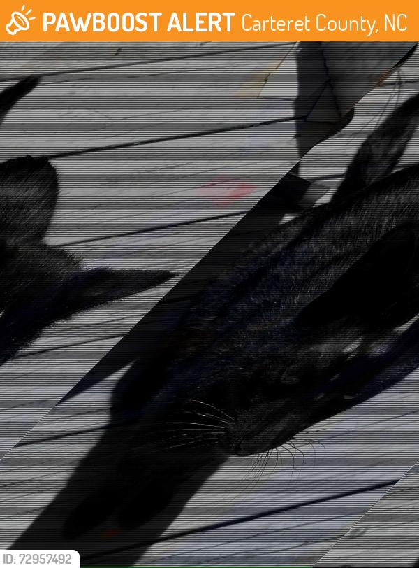 Found/Stray Male Cat last seen Wise court, newport, Carteret County, NC 28570