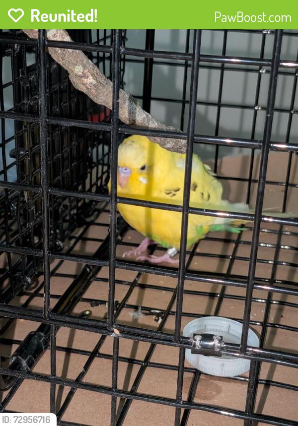 Reunited Unknown Bird last seen Woodrow Ct and Millwood Dr, Chesapeake, VA 23322