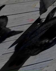Found/Stray Male Cat last seen Wise court, newport, Carteret County, NC 28570