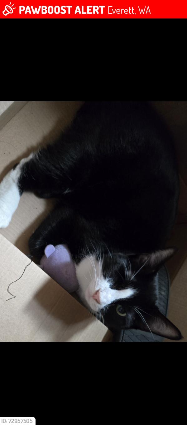 Lost Female Cat last seen Broadway and pacific, Everett, WA 98201