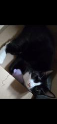 Lost Female Cat last seen Broadway and pacific, Everett, WA 98201