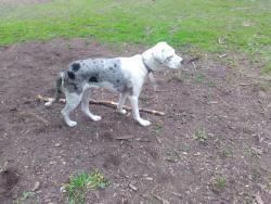 Lost Female Dog last seen Horton St going East from Wellington, London, ON N6B 2L2