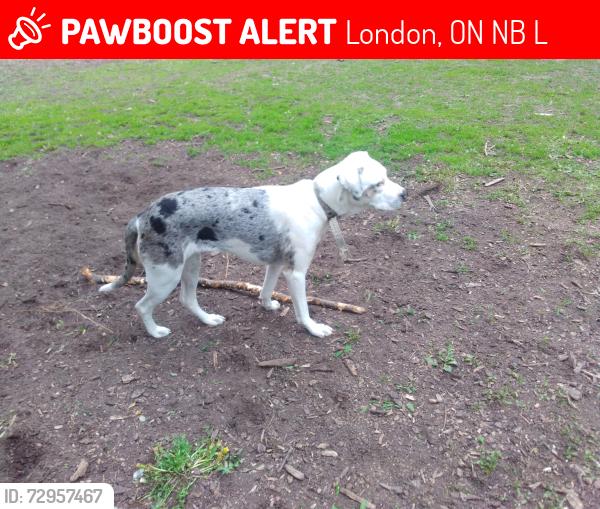 Lost Female Dog last seen Horton St going East from Wellington, London, ON N6B 2L2