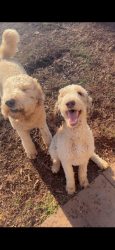 Reunited Female Dog last seen Knob rd , Clemmons, NC 27012