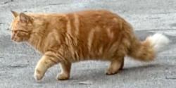 Lost Male Cat last seen Plantation Dr. , New Orleans, LA 70123