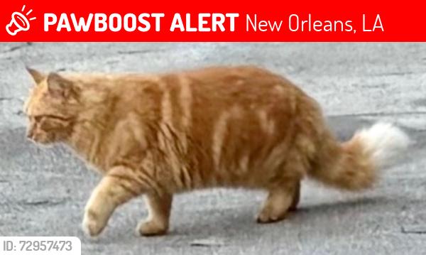 Lost Male Cat last seen Plantation Dr. , New Orleans, LA 70123