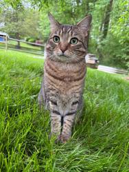 Lost Female Cat last seen Reedy Drive with Hayden Ln, Annandale VA, 22003, Annandale, VA 22003