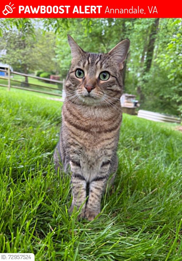 Lost Female Cat last seen Reedy Drive with Hayden Ln, Annandale VA, 22003, Annandale, VA 22003
