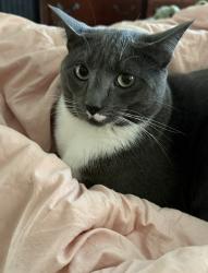 Lost Male Cat last seen Bradford ests and Bannerman Mill, Onslow County, NC 28574