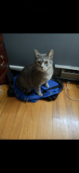 Lost Male Cat last seen Near highway, Ronda, NC 28670