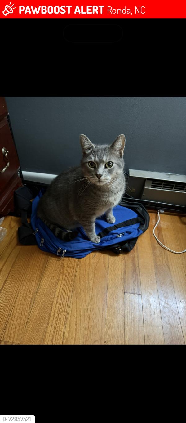 Lost Male Cat last seen Near highway, Ronda, NC 28670