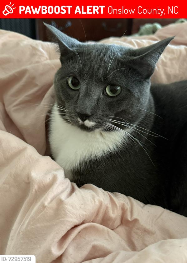 Lost Male Cat last seen Bradford ests and Bannerman Mill, Onslow County, NC 28574