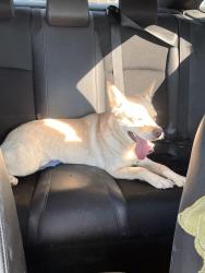 Found/Stray Female Dog last seen Near Mountain hse, Contra Costa County, CA 94514