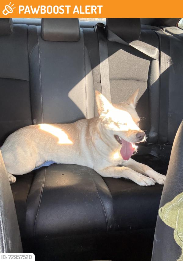 Found/Stray Female Dog last seen Near Mountain hse, Contra Costa County, CA 94514