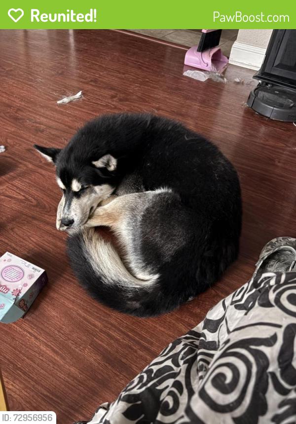Reunited Male Dog last seen 36th and Llewellyn, Norfolk, VA 23504