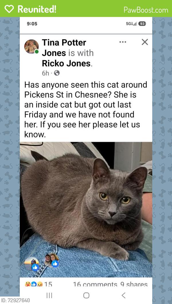 Reunited Female Cat last seen Highway 11 and Pickett Street, Chesnee, SC 29323