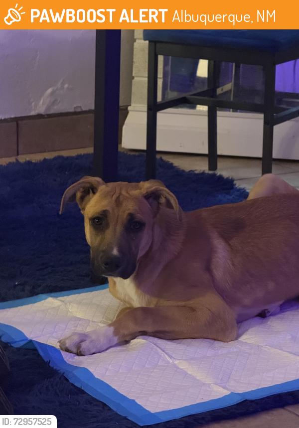 Found/Stray Female Dog last seen Paseo del Norte and Jefferson , Albuquerque, NM 87113