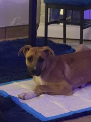 Found/Stray Female Dog last seen Paseo del Norte and Jefferson , Albuquerque, NM 87113