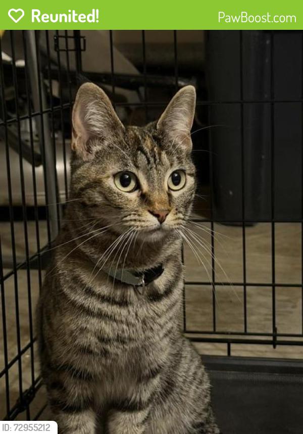 Reunited Female Cat last seen Queens Dr and Hackmore St, Anaheim, CA 92807