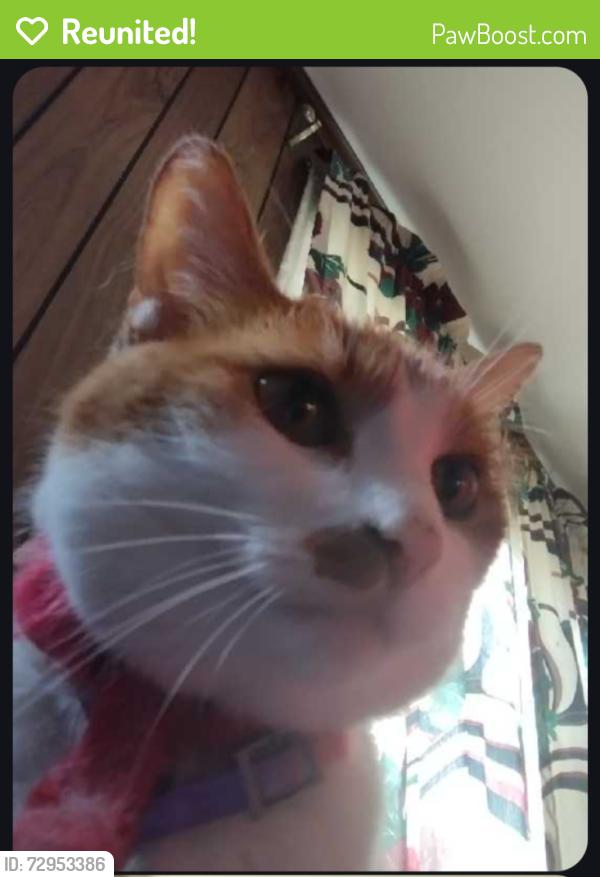 Reunited Male Cat last seen Near Anderson Ferry Rd. Indian Lookout apmts , Cincinnati, OH 45238
