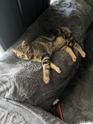 Lost Male Cat last seen Tandem trail, Near 276 and 551 , Rockwall County, TX 75032
