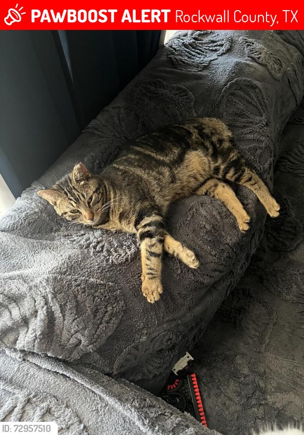 Lost Male Cat last seen Tandem trail, Near 276 and 551 , Rockwall County, TX 75032
