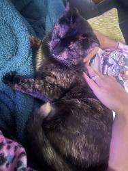 Reunited Female Cat last seen Near the bottom of the stairwell on facing avenida ta across from aurora. , Clermont, FL 34714