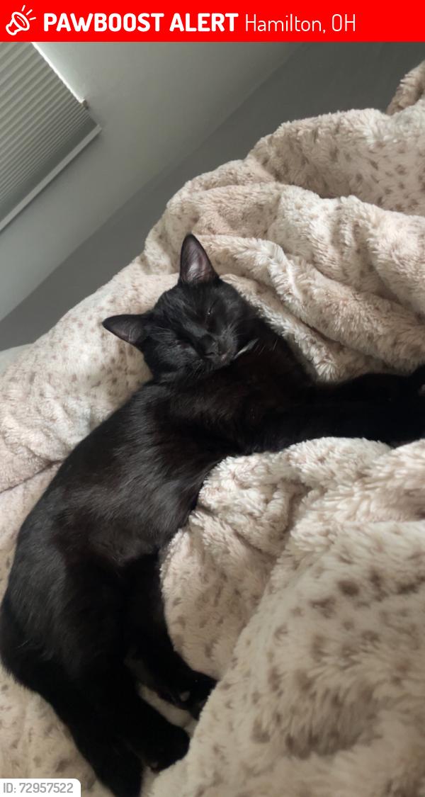 Lost Female Cat last seen dust commader drive , Hamilton, OH 45011