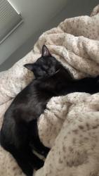 Lost Female Cat last seen dust commader drive , Hamilton, OH 45011