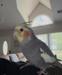 Lost Unknown Bird last seen Timberwolf Ave/ Skeet Club Rd, High Point, NC 27265