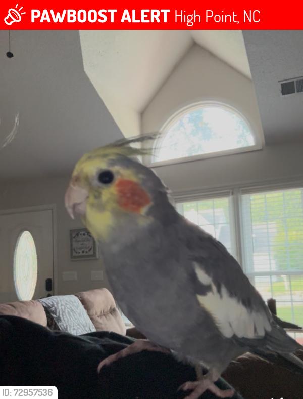 Lost Unknown Bird last seen Timberwolf Ave/ Skeet Club Rd, High Point, NC 27265