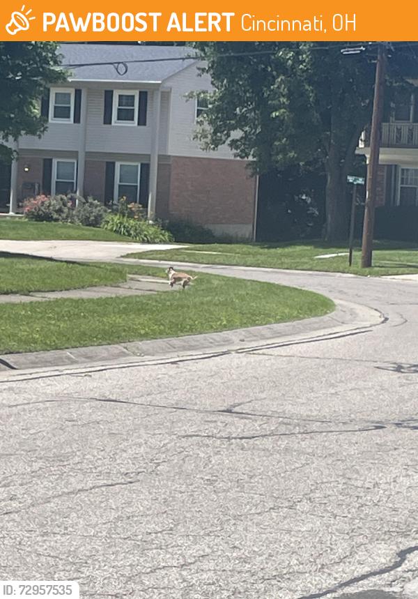 Found/Stray Male Dog last seen Near Hilliard Dr, Cincinnati, OH 45238
