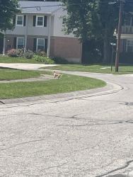 Found/Stray Male Dog last seen Near Hilliard Dr, Cincinnati, OH 45238