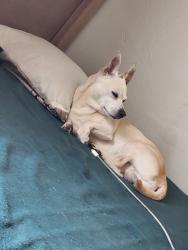 Lost Male Dog last seen Burnham and st.louis, Las Vegas, NV 89104