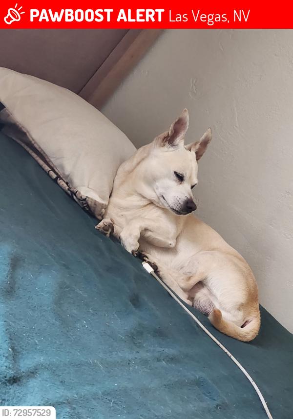 Lost Male Dog last seen Burnham and st.louis, Las Vegas, NV 89104