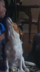 Reunited Female Dog last seen Near Commodre Drive, Hampton, VA 23669