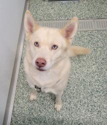 Reunited Male Dog last seen Enochville Ave. also 7 Eleven on West C st, China Grove, NC 28023