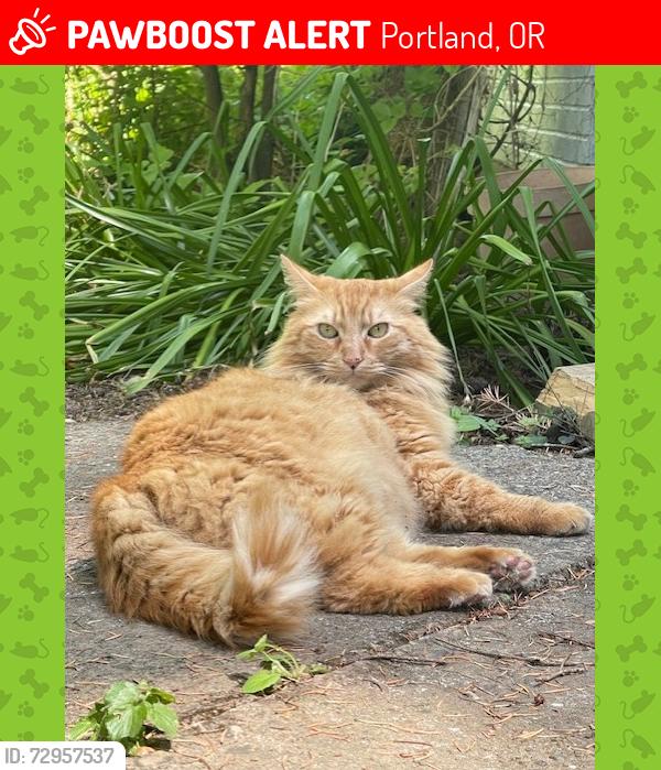 Lost Male Cat last seen 111th ave and Halsey Street, Portland, OR 97220