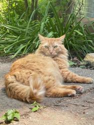 Lost Male Cat last seen 111th ave and Halsey Street, Portland, OR 97220